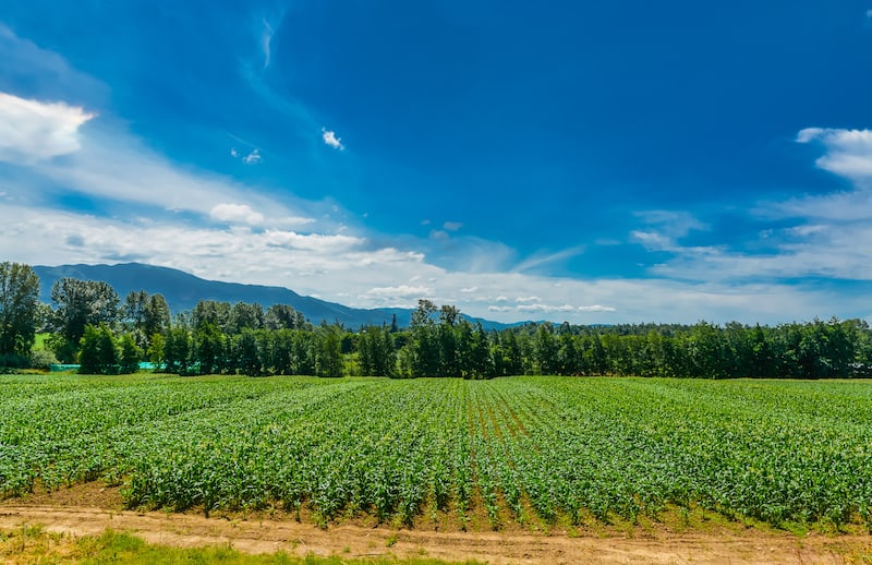 A picture of a hobby farm for sale in BC